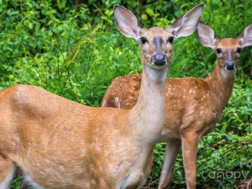 193 Falls View Drive, Lake Toxaway, NC 28747.  MLS# CAR4267831, YatesRealty ID 24289. Lots of wildlife like deer and black bears