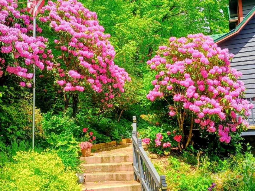 2981 Heath Peak Road, Waynesville, NC 28785.  MLS# CAR4266854, YatesRealty ID 24381. Huge, beautiful blooming rhododendrons in the spring as you walk up to the home
