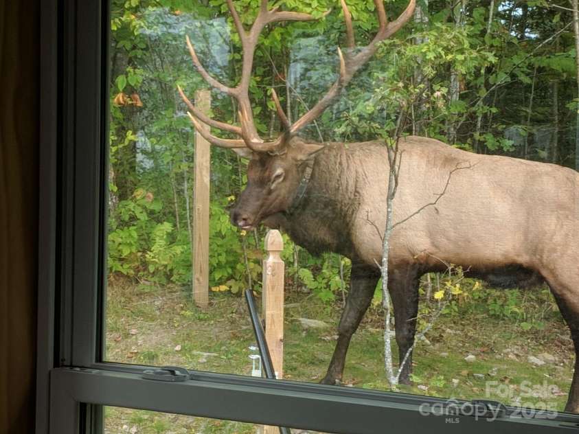 211 Sky Drive, Maggie Valley, NC 28751.  MLS# CAR4276346, YatesRealty ID 24456. A large Elk at the cabin