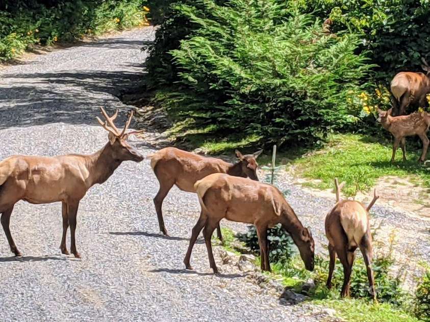 211 Sky Drive, Maggie Valley, NC 28751.  MLS# CAR4276346, YatesRealty ID 24456. Elk in the drive