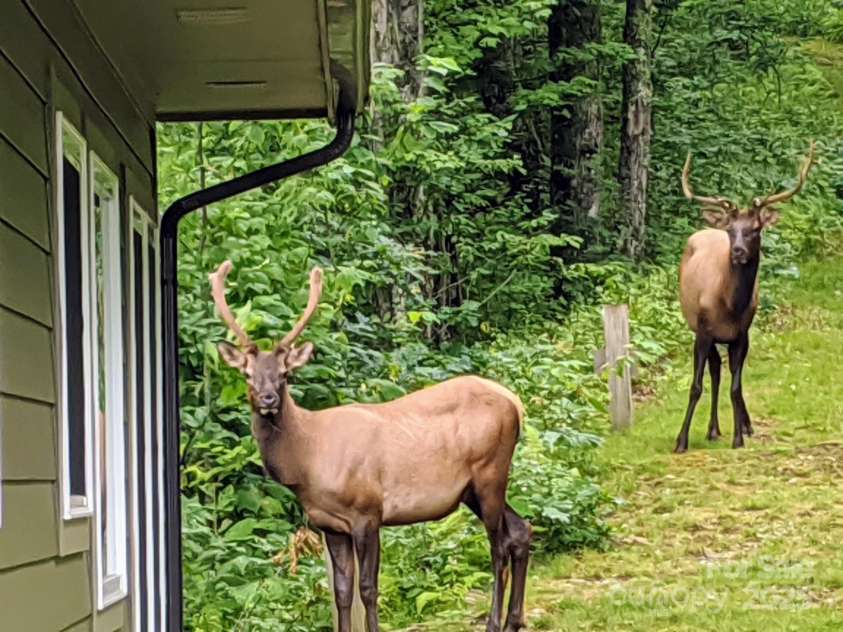 211 Sky Drive, Maggie Valley, NC 28751.  MLS# CAR4276346, YatesRealty ID 24456. More Elk at the cabin