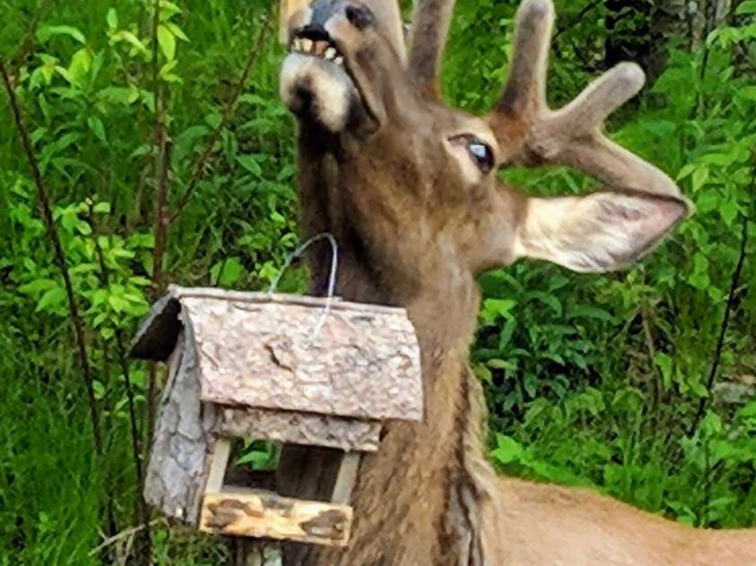 211 Sky Drive, Maggie Valley, NC 28751.  MLS# CAR4276346, YatesRealty ID 24456. This Elk thinks he's a bird