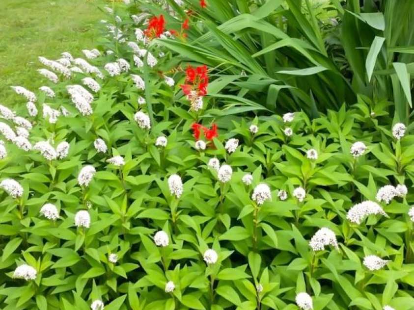 75 Cisco Road, Asheville, NC 28805.  MLS# CAR4269545, YatesRealty ID 24596. 