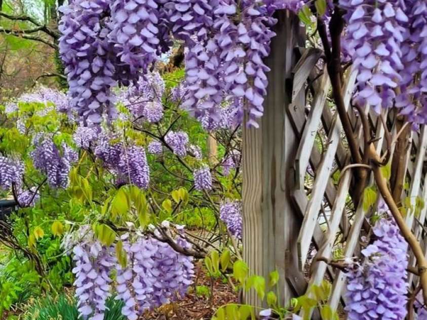 75 Cisco Road, Asheville, NC 28805.  MLS# CAR4269545, YatesRealty ID 24596. Privacy and Beauty 