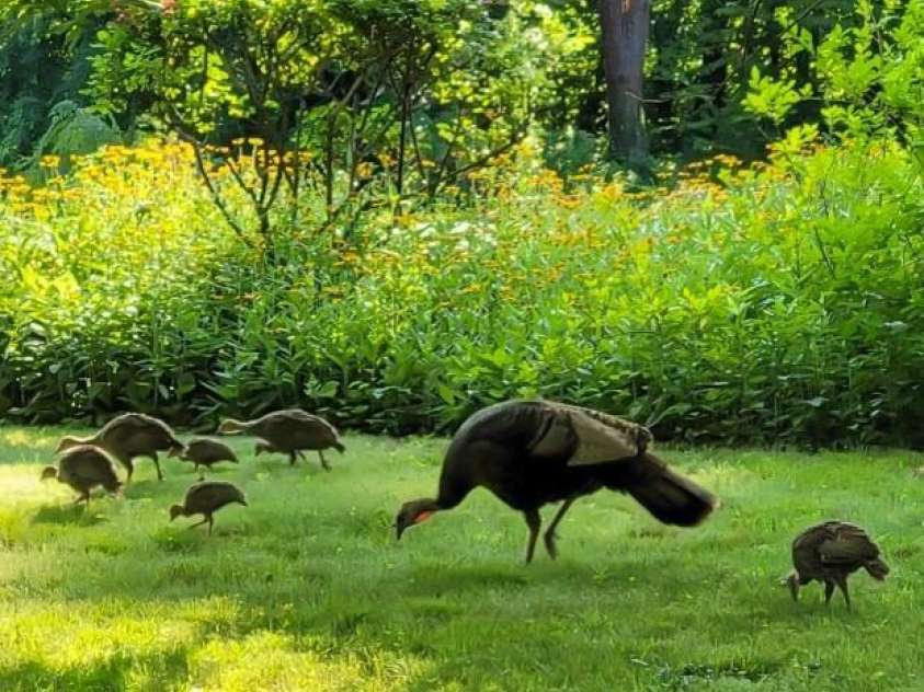 75 Cisco Road, Asheville, NC 28805.  MLS# CAR4269545, YatesRealty ID 24596. Visitors who frequent 