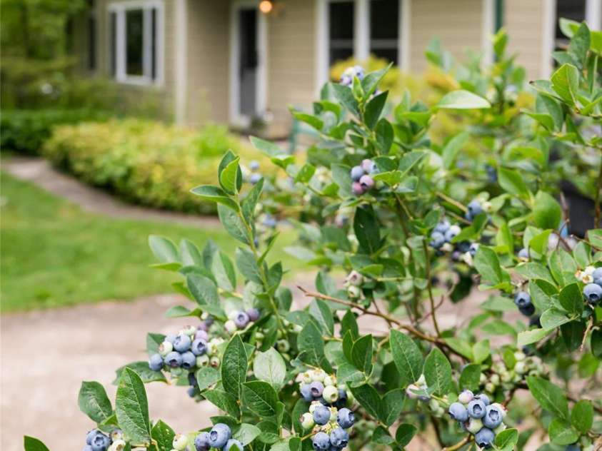 75 Cisco Road, Asheville, NC 28805.  MLS# CAR4277193, YatesRealty ID 24596. I Think I Will Grab a Little Healthy Snack