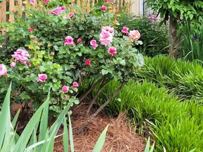 75 Cisco Road, Asheville, NC 28805.  MLS# CAR4277193, YatesRealty ID 24596. Immersed in light andsurrounded by the beauty ofnature.