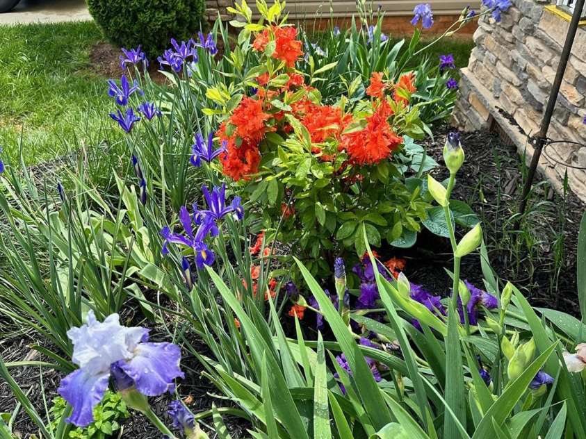 194 T R Harris Drive, Shelby, NC 28150.  MLS# CAR4277188, YatesRealty ID 25061. Spring flowers