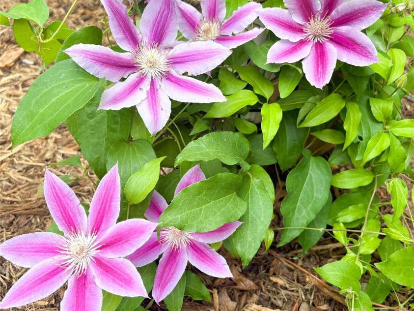 132 Maple Ridge Drive, Old Fort, NC 28762.  MLS# CAR4385592, YatesRealty ID 25098. Gardener's Paradise-clematis