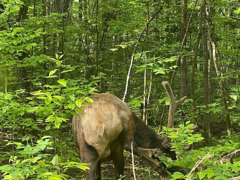 430 Galbraith Creek Road, Bryson City, NC 28713.  MLS# CAR4274920, YatesRealty ID 25112. 