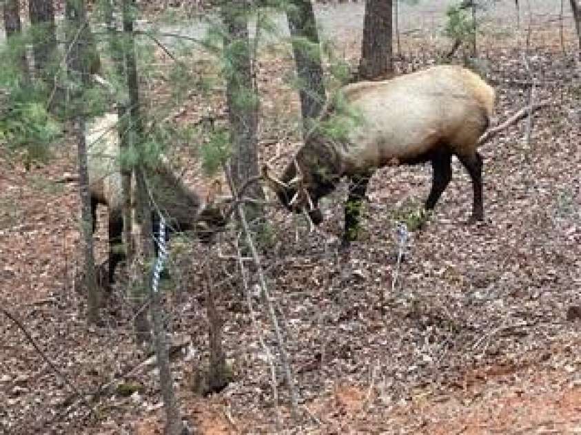 430 Galbraith Creek Road, Bryson City, NC 28713.  MLS# CAR4274920, YatesRealty ID 25112. 