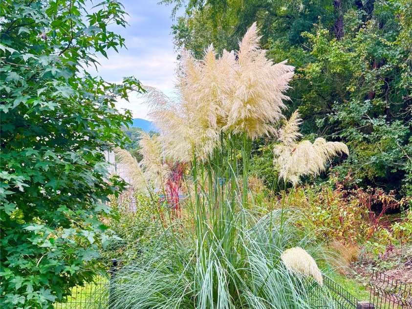 227 Reep Drive, Morganton, NC 28655.  MLS# CAR4312133, YatesRealty ID 25372. So many beautiful flowering trees and bushes