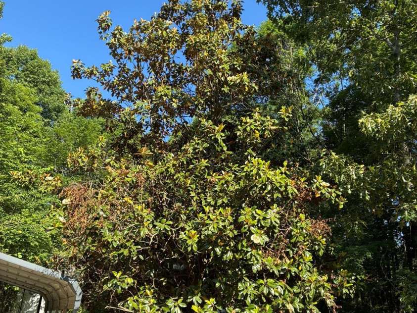 2051 Sutton Spring Road, York, SC 29745.  MLS# CAR4383938, YatesRealty ID 25388. Magnolia tree
