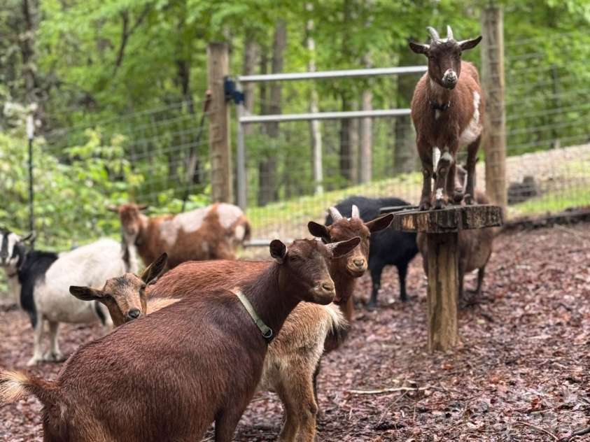 360 Shadow Lane, Green Mountain, NC 28740.  MLS# CAR4381079, YatesRealty ID 25534. Goats!!