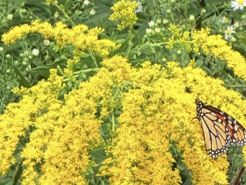 43 Dillingham Estates Trail, Swannanoa, NC 28778.  MLS# CAR4324806, YatesRealty ID 2558. 