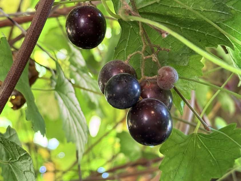 43 Dillingham Estates Trail, Swannanoa, NC 28778.  MLS# CAR4324806, YatesRealty ID 2558. 