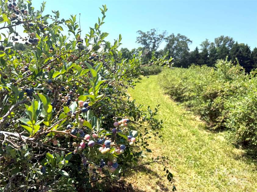 5188 Dysartsville Road, Morganton, NC 28655.  MLS# CAR4270470, YatesRealty ID 25587. Appx 800 blueberry bushes