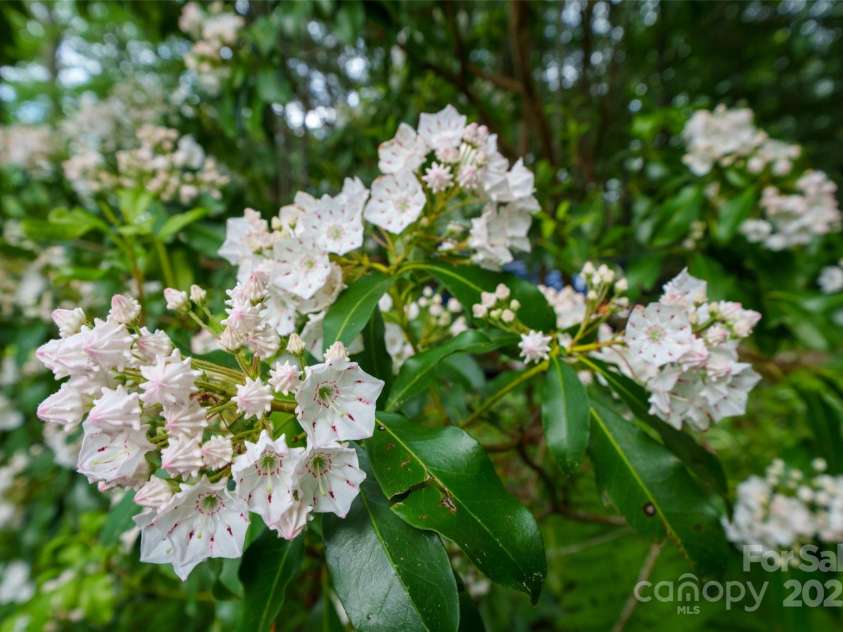 45 Gracious Lane, Waynesville, NC 28785.  MLS# CAR4255270, YatesRealty ID 25600. Property Landscaped for seasonal blooms throughout the year