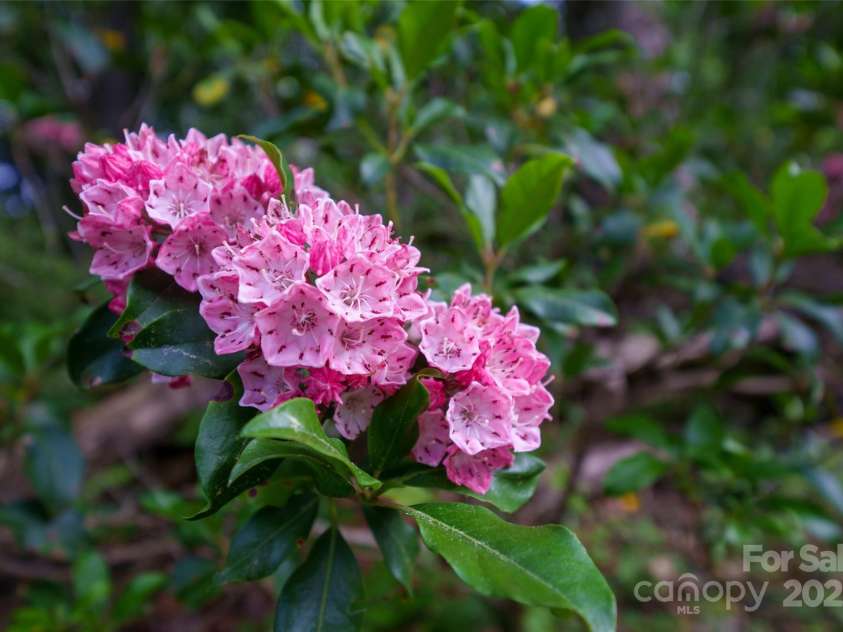 45 Gracious Lane, Waynesville, NC 28785.  MLS# CAR4255270, YatesRealty ID 25600. Property Landscaped for seasonal blooms throughout the year