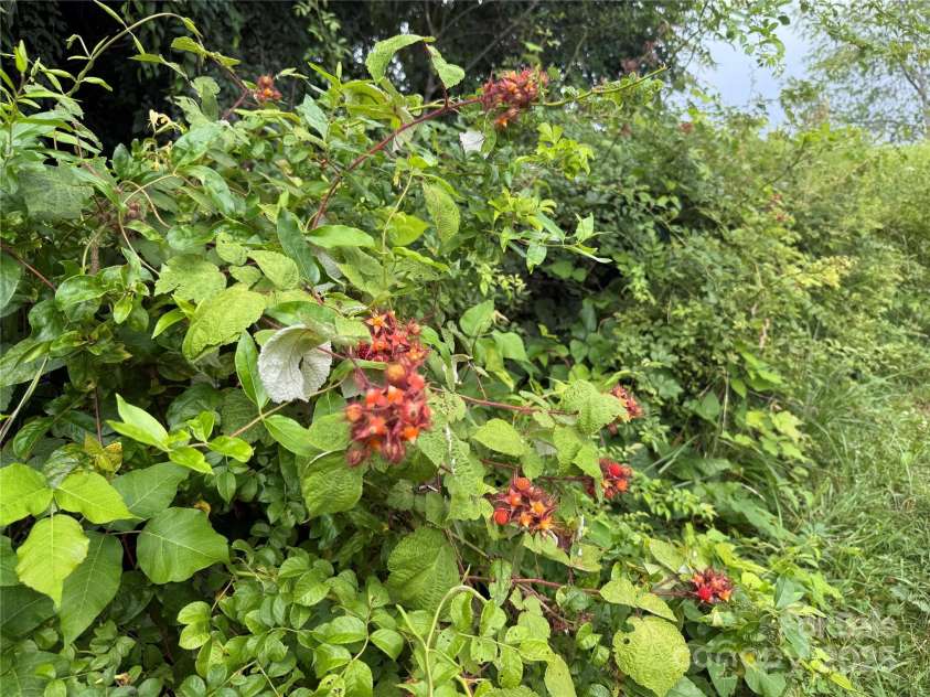 170 Beaverdam Loop Road, Candler, NC 28715.  MLS# CAR4271034, YatesRealty ID 25735. 