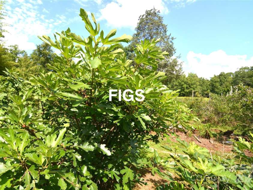 1191 Saluda Road, Chester, SC 29706.  MLS# CAR4274740, YatesRealty ID 25970. 