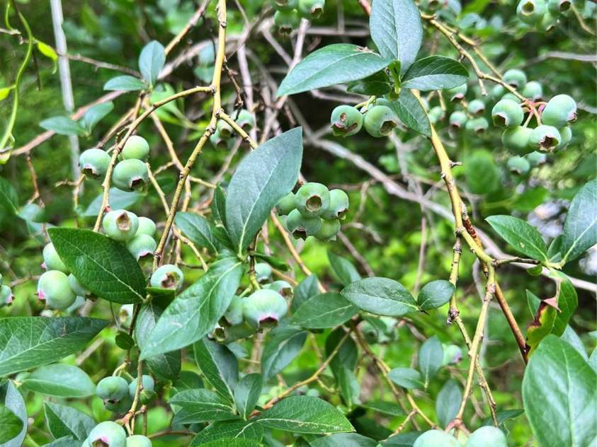 311 Flynn Branch, Marshall, NC 28753.  MLS# CAR4270287, YatesRealty ID 25987. 