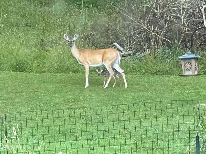 311 Flynn Branch, Marshall, NC 28753.  MLS# CAR4270287, YatesRealty ID 25987. 