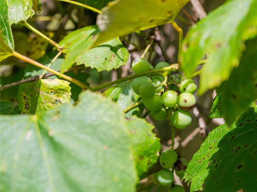 25 Elkins Branch Road, Weaverville, NC 28787.  MLS# CAR4278716, YatesRealty ID 26063. 