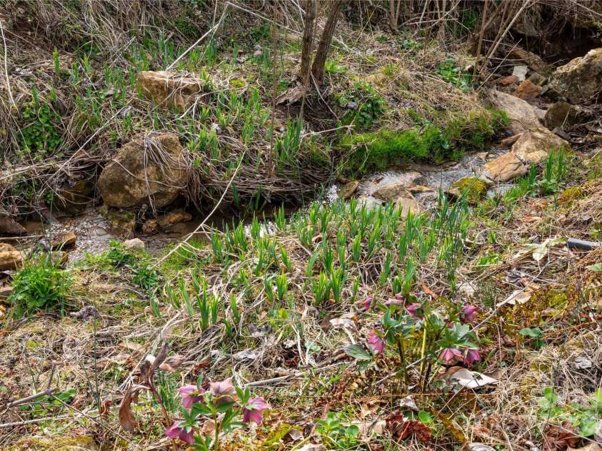 1510 Graham Road, Marshall, NC 28753.  MLS# CAR4241264, YatesRealty ID 26172. Natural Spring