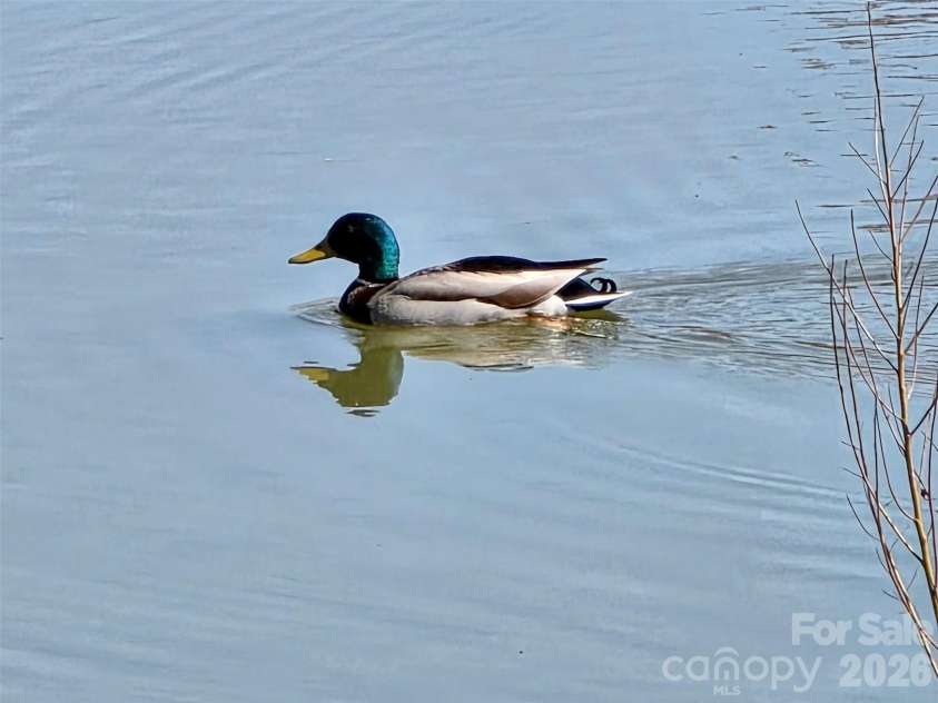 5227 Crystal Lakes Drive, Rock Hill, SC 29732.  MLS# CAR4338532, YatesRealty ID 26181. Mallard Duck in Pond