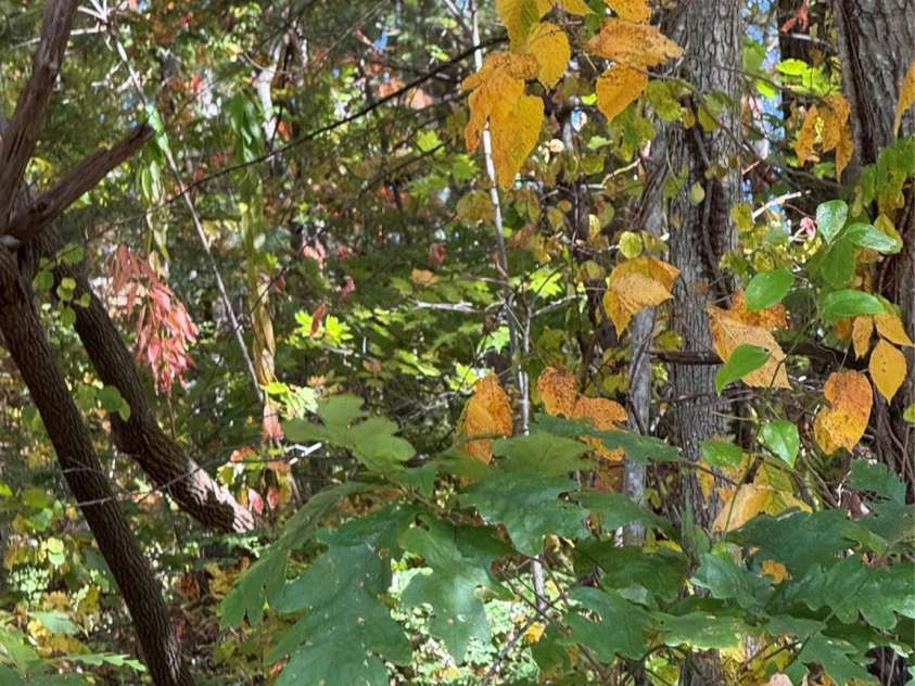 202 Lyndhurst Drive, Hendersonville, NC 28791.  MLS# CAR4315810, YatesRealty ID 2632. A Walk in the woods