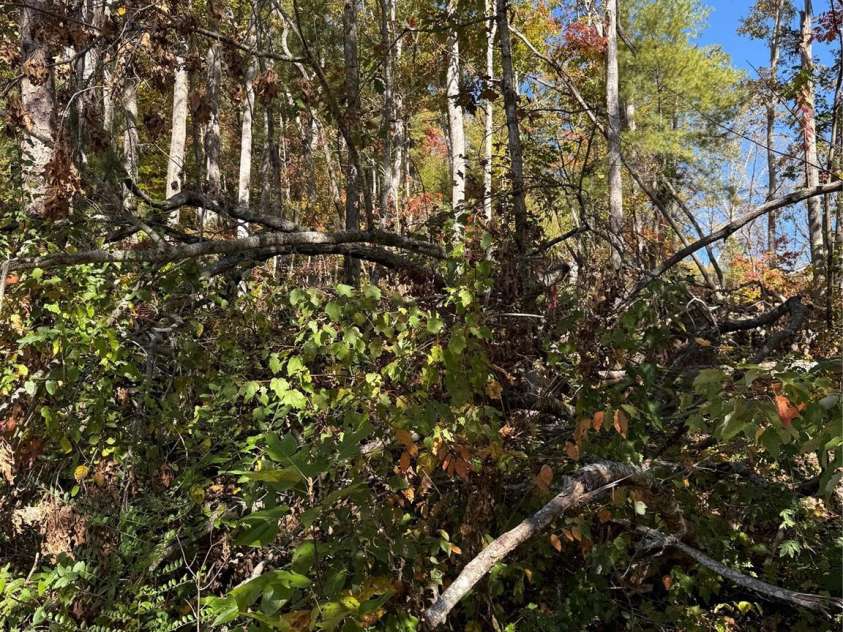 202 Lyndhurst Drive, Hendersonville, NC 28791.  MLS# CAR4315810, YatesRealty ID 2632. Mostly wooded .84 acres