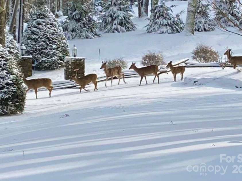 198 Little Harbour None, Vilas, NC 28692.  MLS# CAR4304013, YatesRealty ID 2643. Visitors!