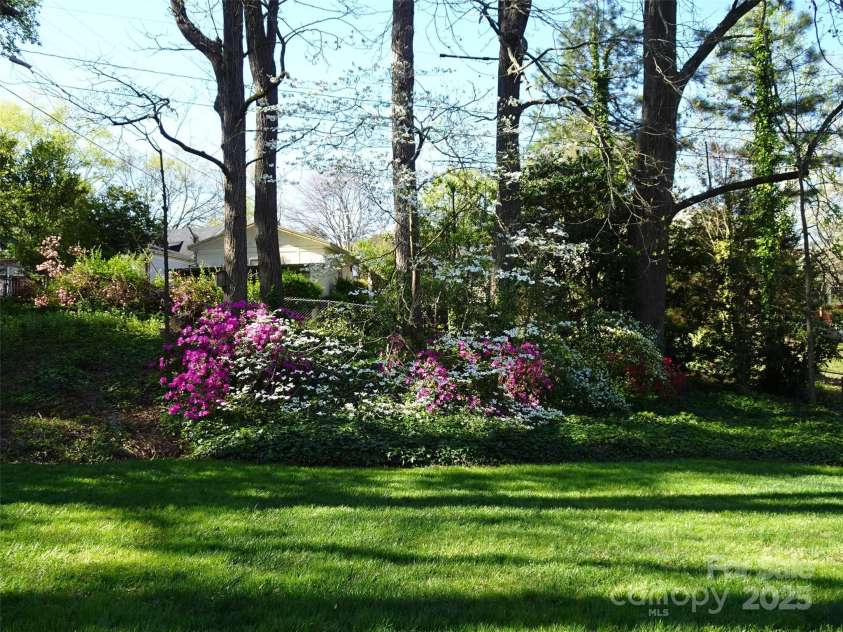 5806 Whitingham Drive, Charlotte, NC 28215.  MLS# CAR4263834, YatesRealty ID 27000. Azaleas in bloom, spring.