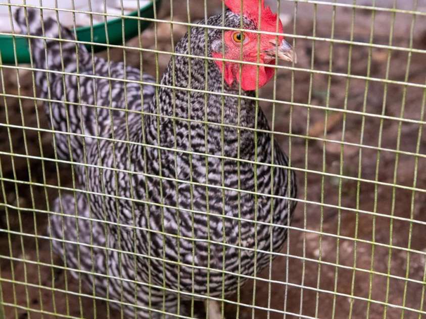 8782 Shepherd Court, Connelly Springs, NC 28612.  MLS# CAR4271884, YatesRealty ID 27006. Eggs too! (Chickens not included with purchase)