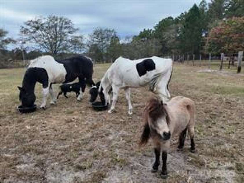 526 Spring Hill Church Road, Hamlet, NC 28345.  MLS# CAR4195010, YatesRealty ID 2701. 