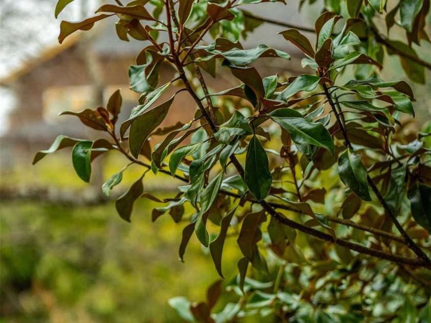 12 Bearden Avenue, Asheville, NC 28801.  MLS# CAR4331679, YatesRealty ID 2726. Magnolia tree