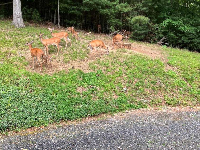 66 Volunteer Drive, Burnsville, NC 28714.  MLS# CAR4278537, YatesRealty ID 27449. Wildlife