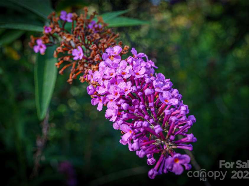34 Dove Hollow Road, Fletcher, NC 28732.  MLS# CAR4279098, YatesRealty ID 27596. Beautiful butterfly bushes in bloom in the backyard