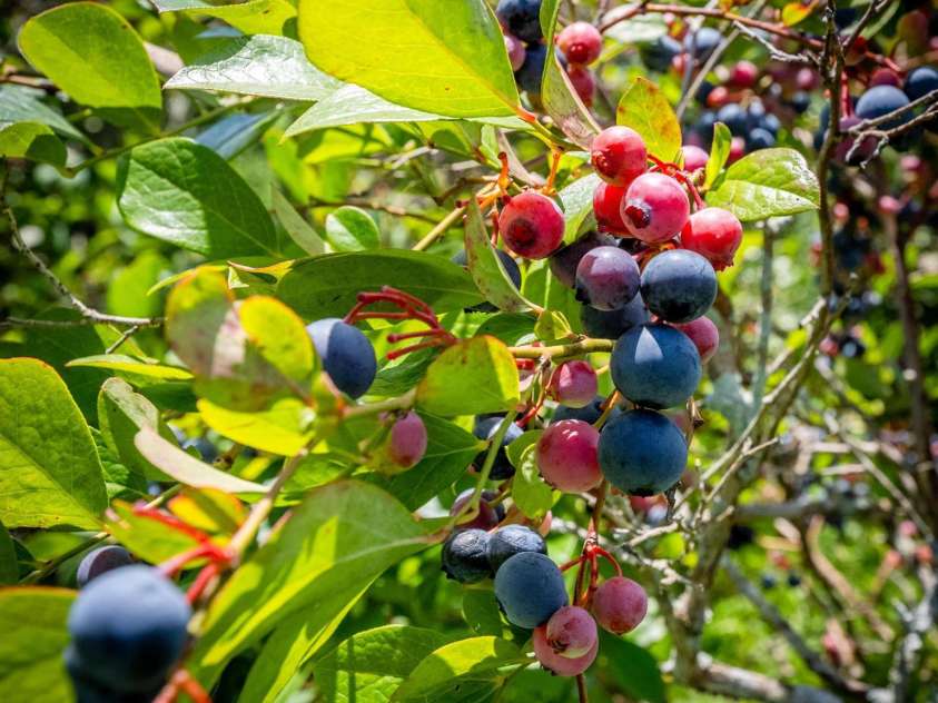 5486 Sherrills Ford Road, Catawba, NC 28609.  MLS# CAR4282950, YatesRealty ID 27921. 