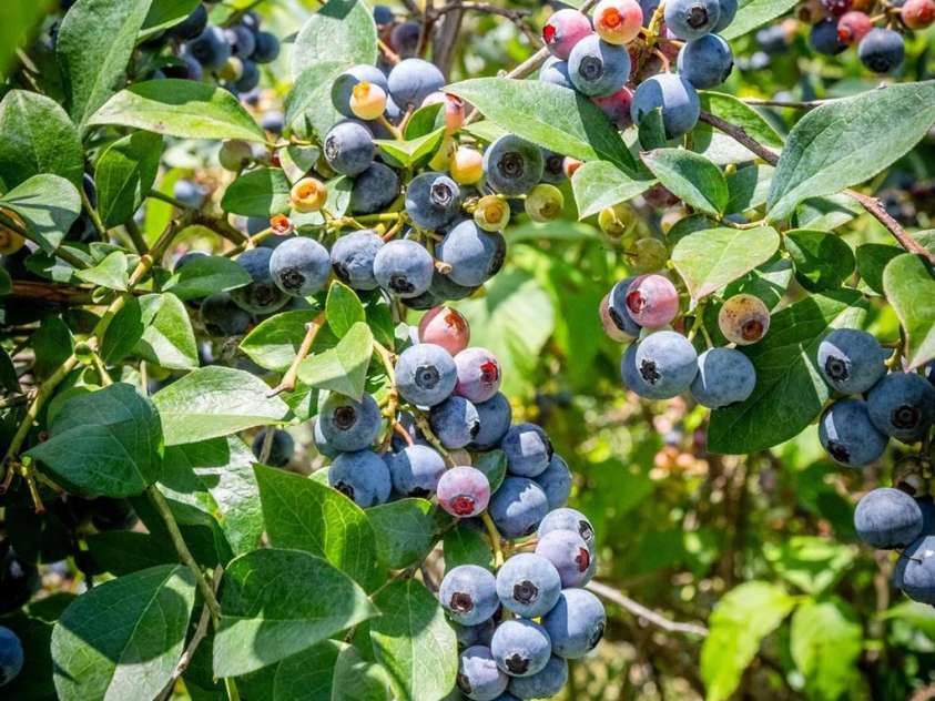 5486 Sherrills Ford Road, Catawba, NC 28609.  MLS# CAR4282950, YatesRealty ID 27921. 