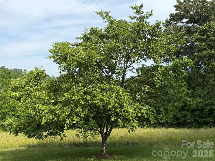 351 Mag Sluder Road, Alexander, NC 28701.  MLS# CAR4385877, YatesRealty ID 27928. Pecan Tree