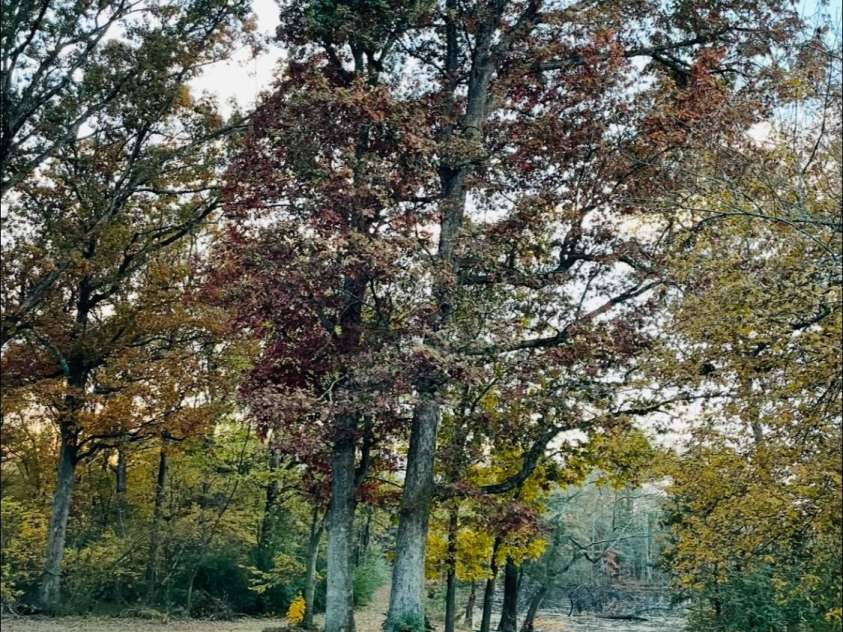 209 Edgewood Drive, Wingate, NC 28174.  MLS# CAR4285232, YatesRealty ID 28008. 