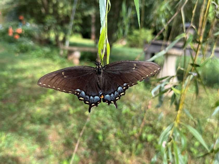 186 Blanche Lane, Stony Point, NC 28678.  MLS# CAR4281537, YatesRealty ID 28258. 