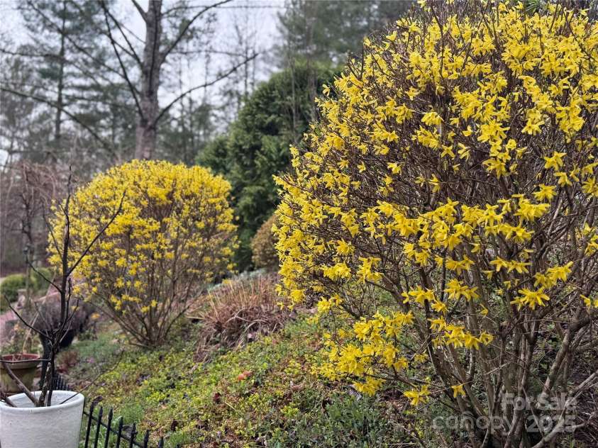 204 Pine Berry Circle, Hendersonville, NC 28739.  MLS# CAR4309907, YatesRealty ID 28353. Spring blooms