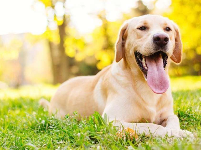 1307 Elm Forest Lane, China Grove, NC 28023.  MLS# CAR4266633, YatesRealty ID 28378. Dog Park