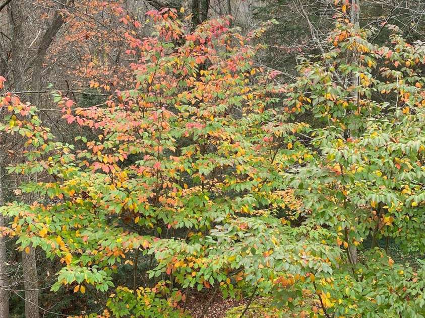 280 Crescent Drive, Lake Junaluska, NC 28745.  MLS# CAR4271616, YatesRealty ID 28463. 