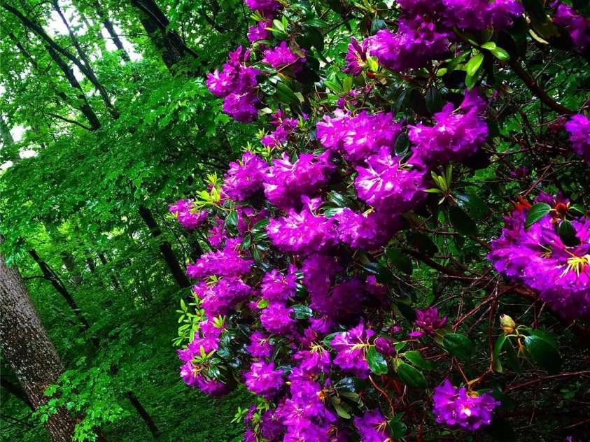 23 Hunting Lodge Drive, Black Mountain, NC 28711.  MLS# CAR4268243, YatesRealty ID 2880. 