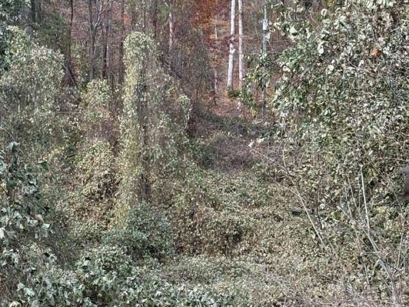 200 Little Wings Mountain Road, Columbus, NC 28722.  MLS# CAR4289310, YatesRealty ID 2881. Highway Commercial area of parcel