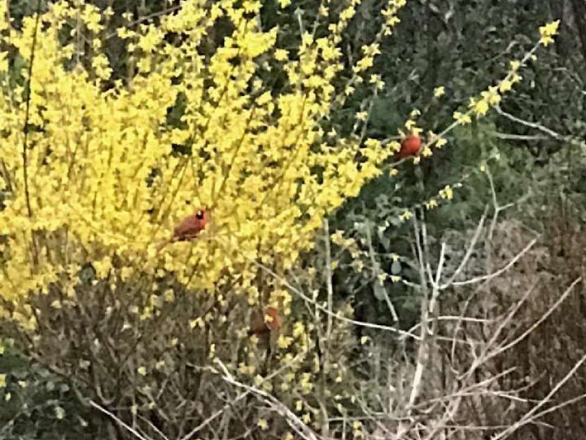 94 Sweetwater Lane, Pisgah Forest, NC 28768.  MLS# CAR4124609, YatesRealty ID 2911. Early spring